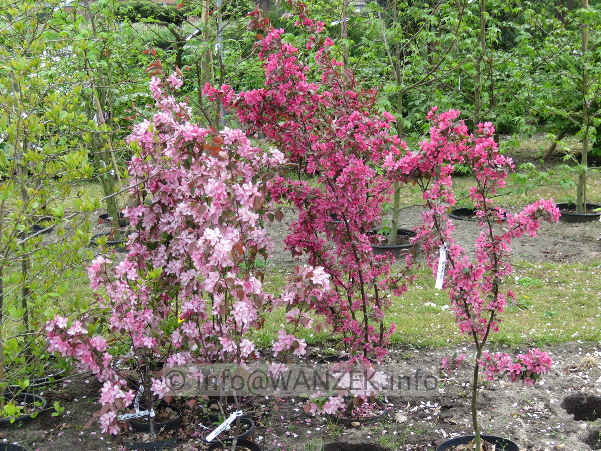 Malus Rudolph rechts und links ist Neville Copeman.JPG
